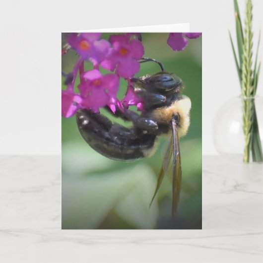 Abeille, carte (Devant)