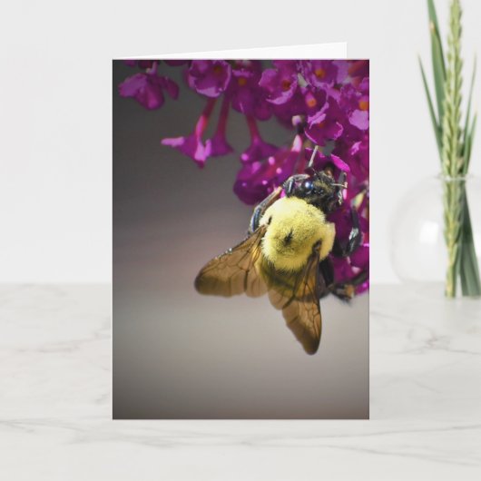 Abeille, carte (Devant)