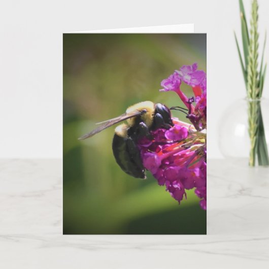 Abeille, carte (Devant)