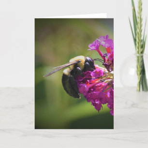 Abeille, carte