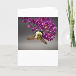 Abeille, carte