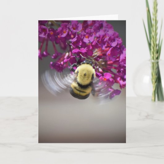 Abeille, carte (Devant)