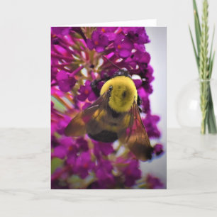 Abeille, carte