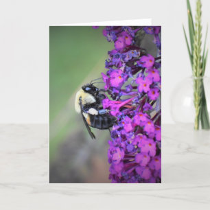 Abeille, carte