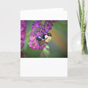 Abeille, carte