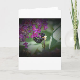 Abeille, carte