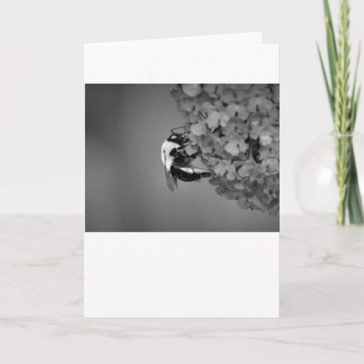 Abeille, carte (Devant)