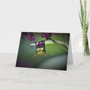 Abeille, carte