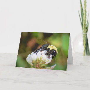 Abeille, carte
