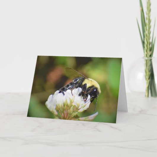 Abeille, carte (Devant)