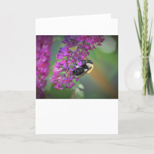 Abeille, carte