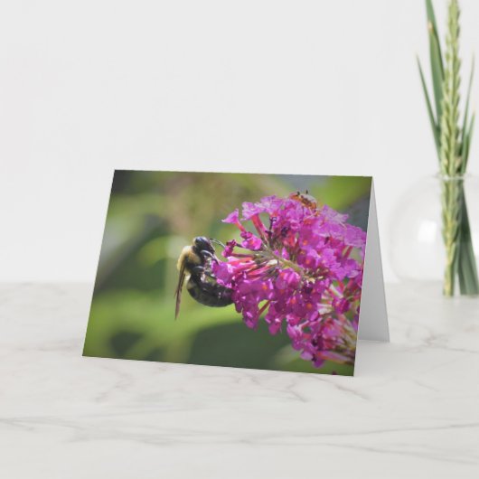 Abeille, carte (Devant)