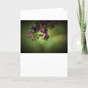 Abeille, carte