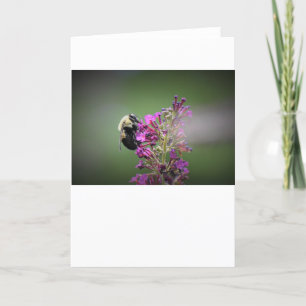 Abeille, carte