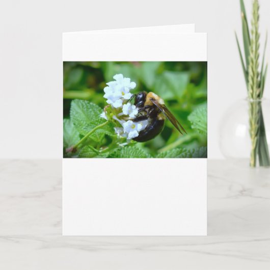 Abeille, carte (Devant)