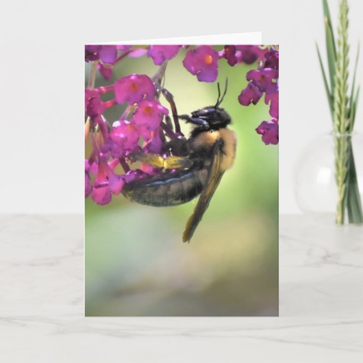 Abeille, carte (Devant)