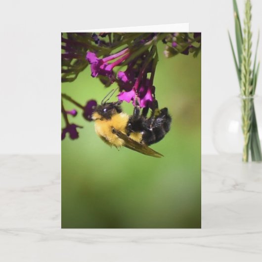 Abeille, carte (Devant)