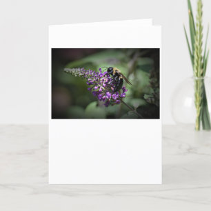 Abeille, carte