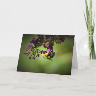 Abeille, carte