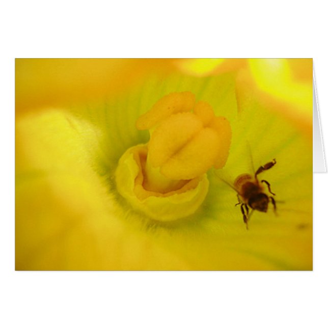 Abeille dans la fleur de courgette (Devant horizontal)