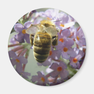 Abeille de miel et fleurs de bouddleia Magnet