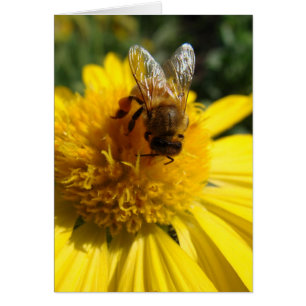 Abeille de miel sur la marguerite jaune de tournes