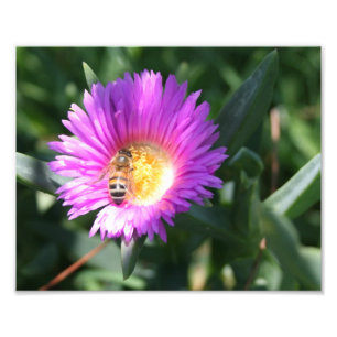 Abeille de miel sur marguerite rose - 10 x 8 Photo