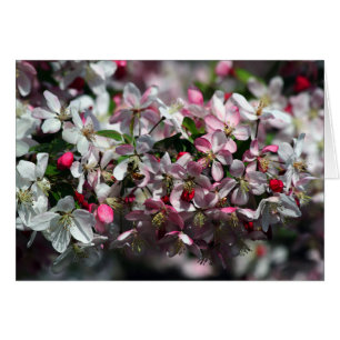 Abeille de miel visitant les fleurs de pomme