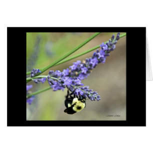 Abeille en lavande