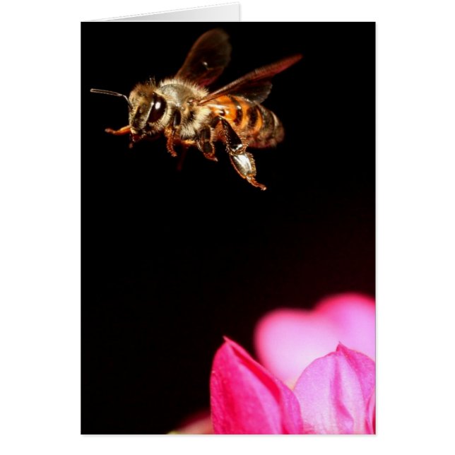 Abeille en vol (Devant)