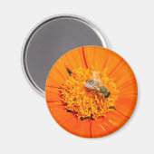 abeille sur aimant orange (Recto/Verso)