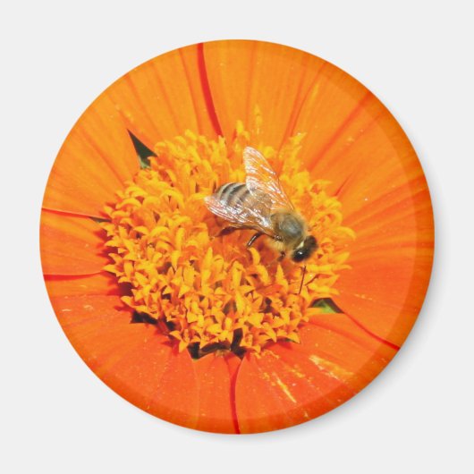 abeille sur aimant orange (Devant)