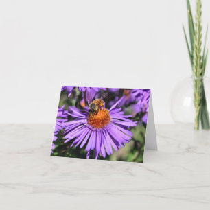 Abeille sur Aster Fleur Violet Photographie