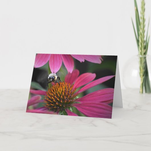Abeille sur coneflower, carte (Devant)
