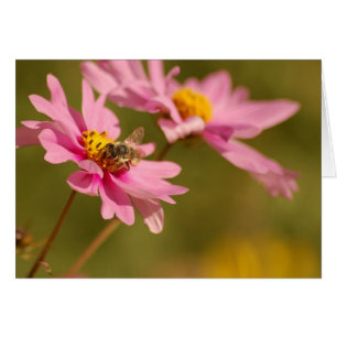 Abeille sur fleur