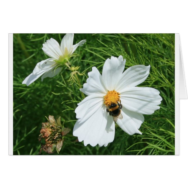 Abeille sur fleur blanche (Devant horizontal)