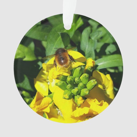 Abeille sur Fleurs Jaunes (devant)