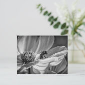 Abeille sur la fleur Cosmo - Carte postale (Debout devant)