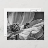 Abeille sur la fleur Cosmo - Carte postale (Devant / Derrière)