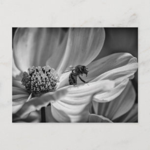 Abeille sur la fleur Cosmo - Carte postale