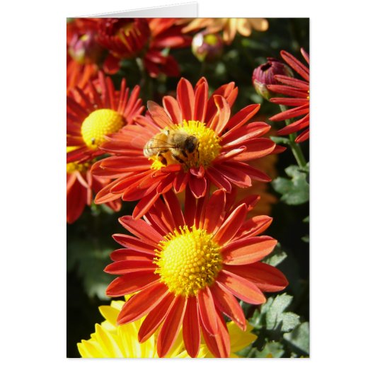 Abeille sur maman (Devant)