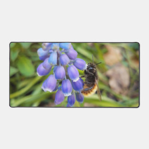 Abeille sur Muscari Armeniacum, Grape Hyacinth