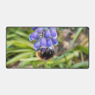 Abeille sur Muscari Armeniacum, Grape Hyacinth