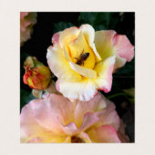 Abeille sur rose rose Yellow Roses Carte de visite (Intérieur déplié)