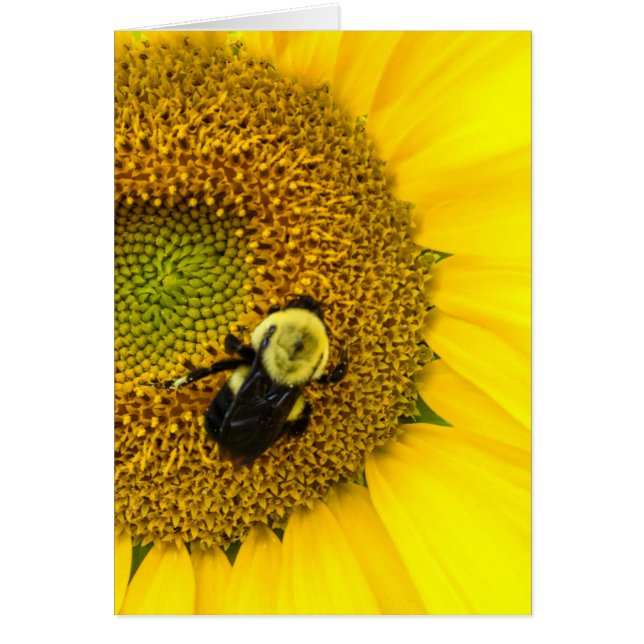 Abeille sur tournesol (Devant)