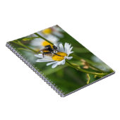 Abeille sur un carnet de marguerite blanche (Côté Droit)