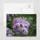 Abeille sur une carte postale de lilas (Devant / Derrière)