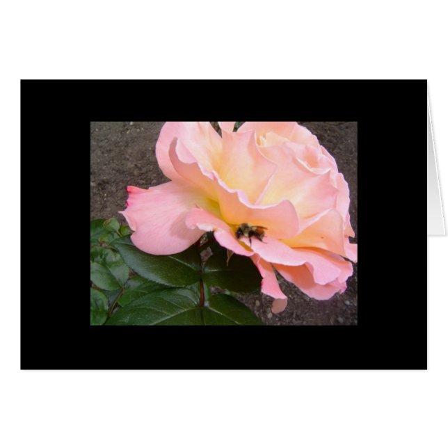Abeille sur une rose (Devant Horizontal)