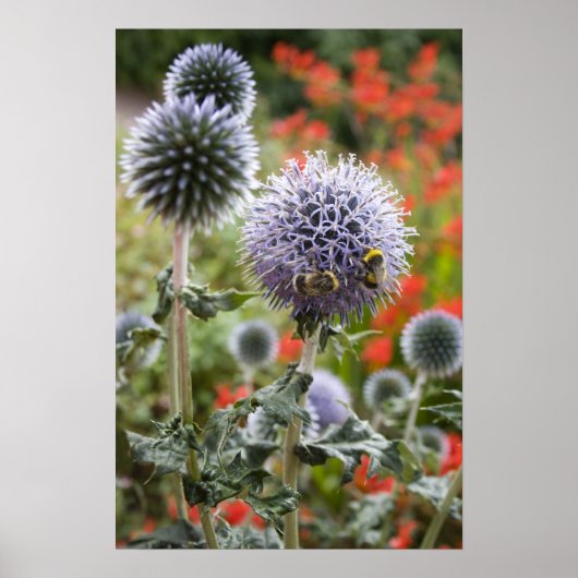 Abeilles affairées ... affiche (Devant)