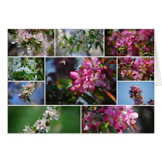 Abeilles de fleurs et de miel d'Apple (Devant horizontal)